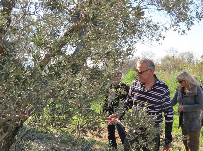 La taille de l'olivier