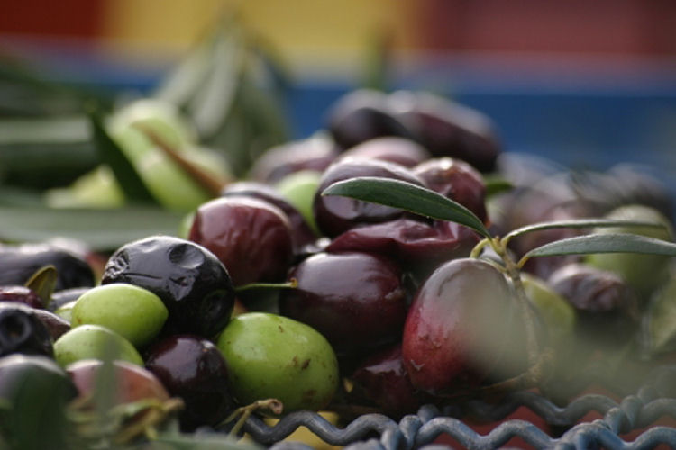 olives maturÃ©es