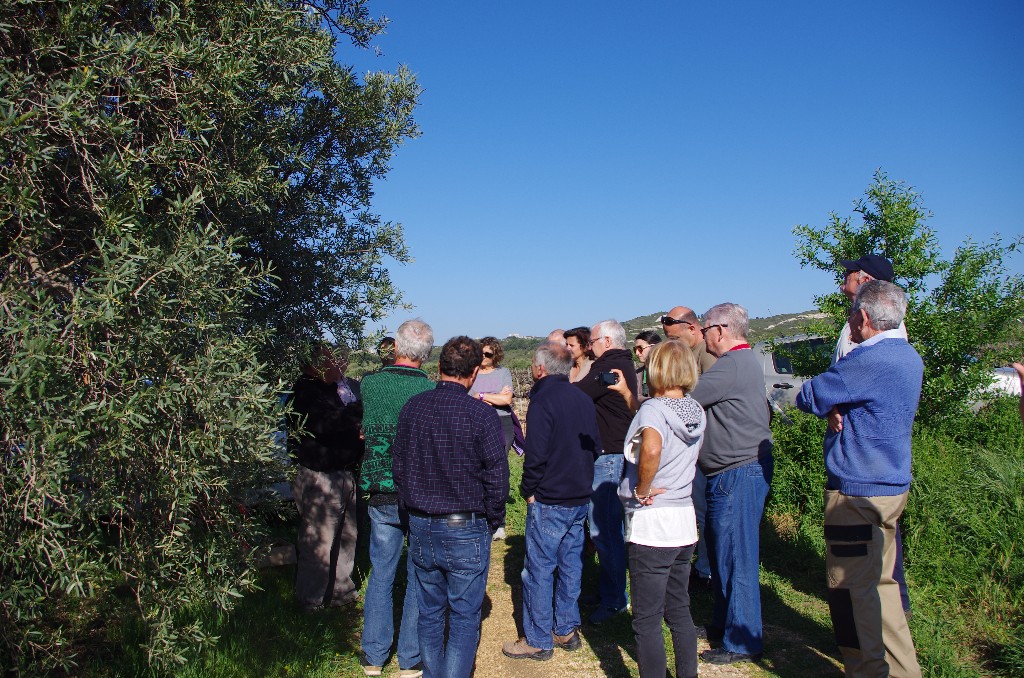 Démonstration de taille d'oliviers au Domaine Roustan à La Fare les Oliviers
