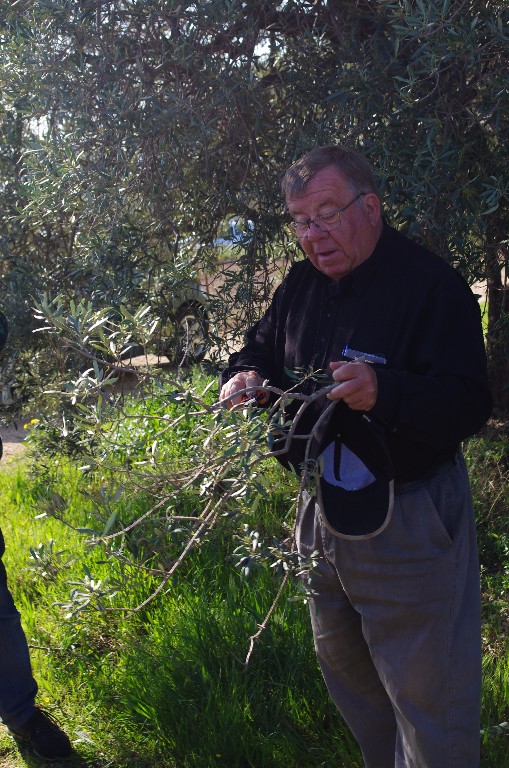 Démonstration de taille d'oliviers au Domaine Roustan à La Fare les Oliviers