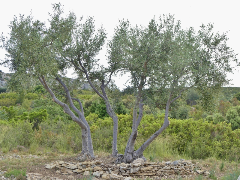 Rhabilitation des oliviers du Castellas