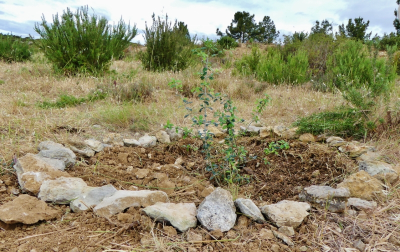 Rhabilitation des oliviers du Castellas