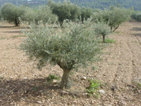 Les maladies de l'olivier
