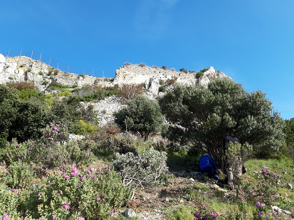 Restructuration des oliviers du Castellas
