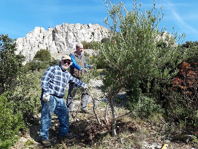 Restructuration des oliviers du Castellas