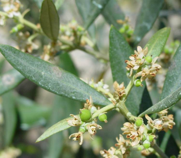 De la fleur à l'olive