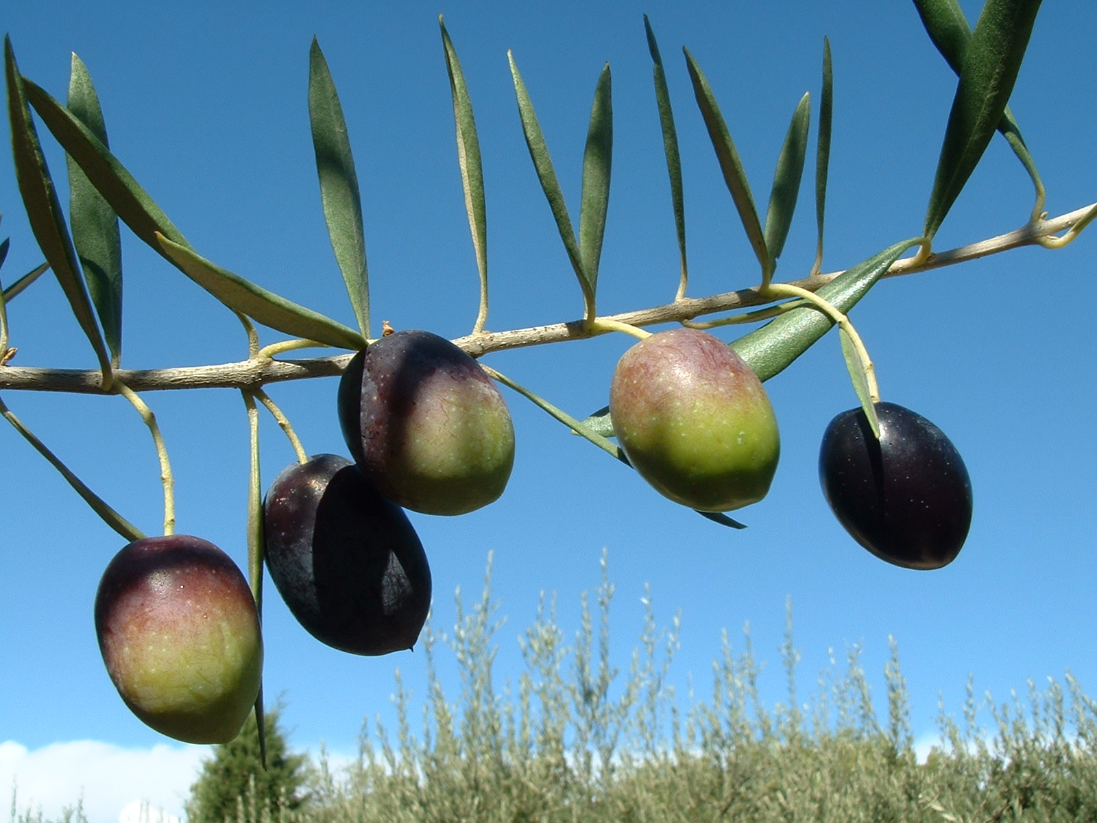 Les olives et Les huiles d'olives