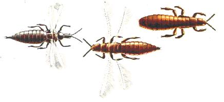 Thrips (Thysanoptera), minuscule insecte ravageur de l'olivier