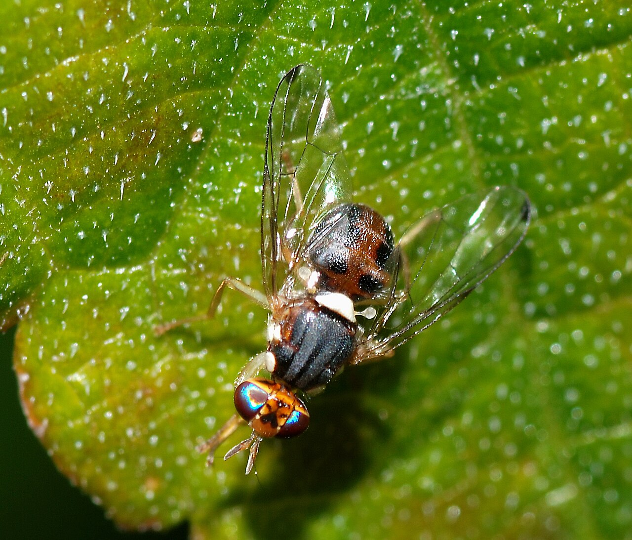 Mouche de l'olivier (Bactrocera oleae) sur une feuille d'olivier
