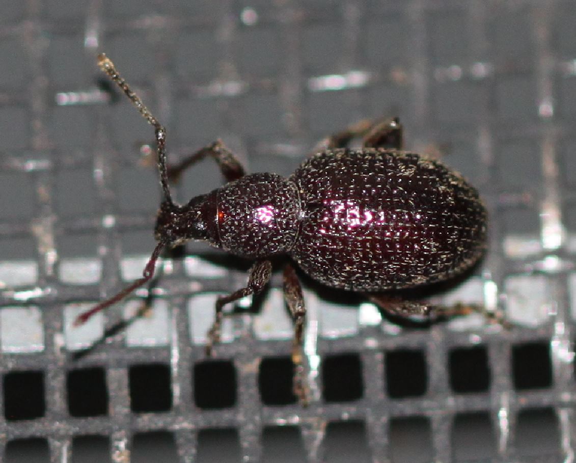 Otiorhynque (Otiorhynchus cribricollis), charançon ravageur de l'olivier