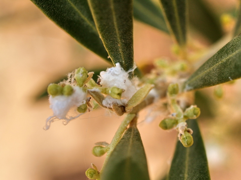 Psylle de l'olivier (Euphyllura olivina) et ses sécrétions cotonneuses